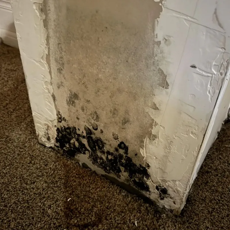 Professional Mold Removal in Laurens County, GA